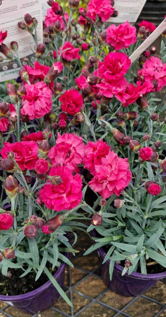 The Argyranthemum 'Red Baron' Marguerite Daisy in a 6" pot, with its vibrant greenery, is elegantly showcased on a metal rack, enhancing the charm of any space.