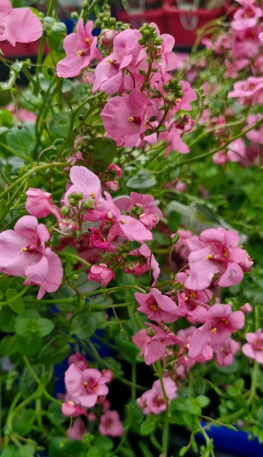 Close-up of Diascia 'Piccadilly™ Pink' flowers, highlighting their delicate petals set against vibrant green foliage, comfortably nestled in a 4" pot.