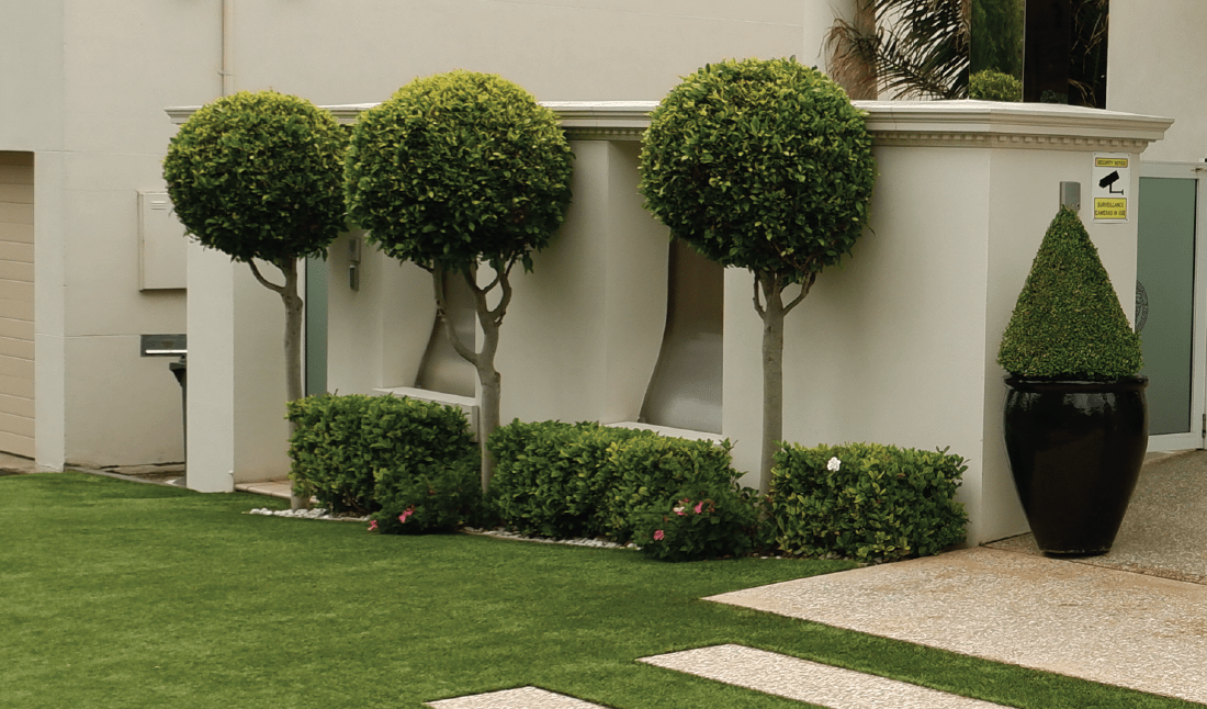 Standards and Topiary Plants