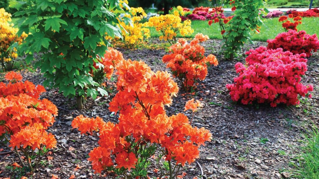 Rhododendron - Azaleas & Rhododendron - Hello Hello Plants & Garden ...