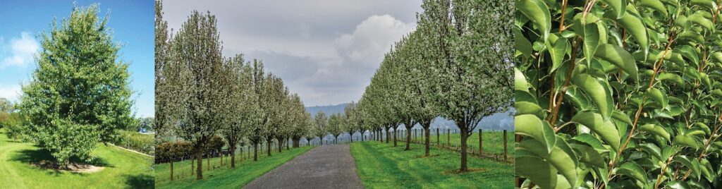 Pyrus Everscreen Ornamental Pear Winter Glow banner