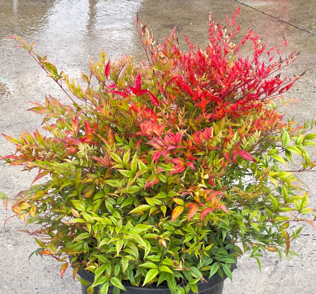 Nandina 'Moon Bay' - Hello Hello Plants & Garden Supplies