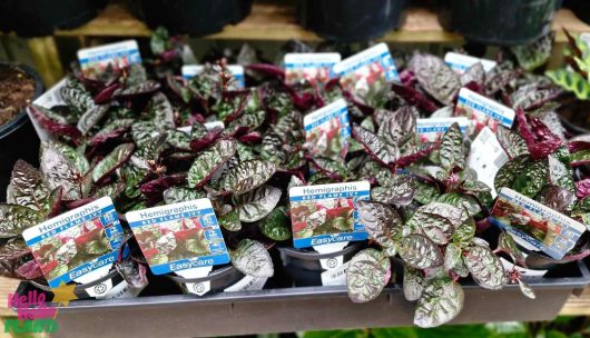 Displayed on a shelf are several Hemigraphis 'Red Flame Ivy' 5" pots, each accompanied by care labels.