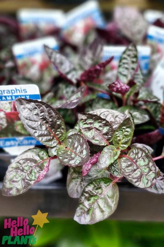 Close-up of Hemigraphis 'Red Flame Ivy' plants in a 5" pot, showcasing lush green and purple leaves with vibrant red accents, complete with visible labels.