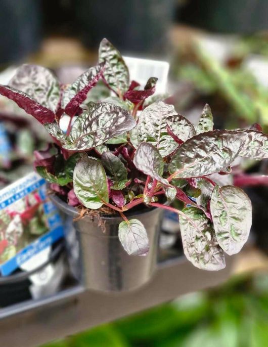 A 5" pot of Hemigraphis 'Red Flame Ivy' features its vibrant purple and green variegated leaves on display in a garden center.