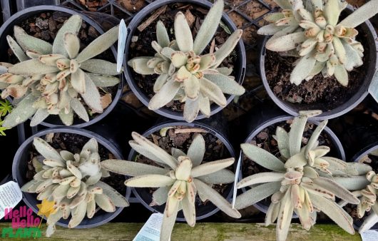 Six small potted fuzzy succulents, featuring the delightful Kalanchoe 'Chocolate Velvet Ears' in a 6" pot, viewed from above and organized in two rows on a wire shelf.