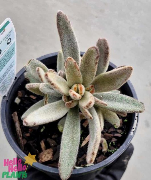 A Kalanchoe 'Chocolate Velvet Ears' in a 6" pot, with its fuzzy, elongated gray-green leaves and a small tag, rests elegantly on the gray surface.