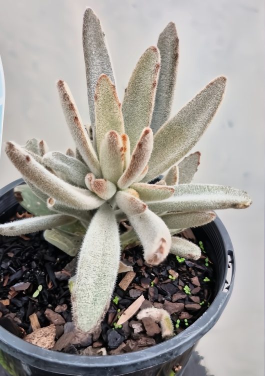 Set against a plain background, the Kalanchoe 'Chocolate Velvet Ears' thrives in dark soil within its 6" pot, featuring thick and fuzzy chocolate-toned leaves.