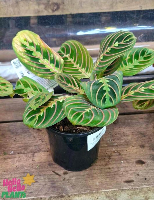 The Maranta 'Red and Black Prayer Plant' in a 5" pot displays its vibrant green leaves adorned with striking pink stripes, elegantly set against a wooden surface.