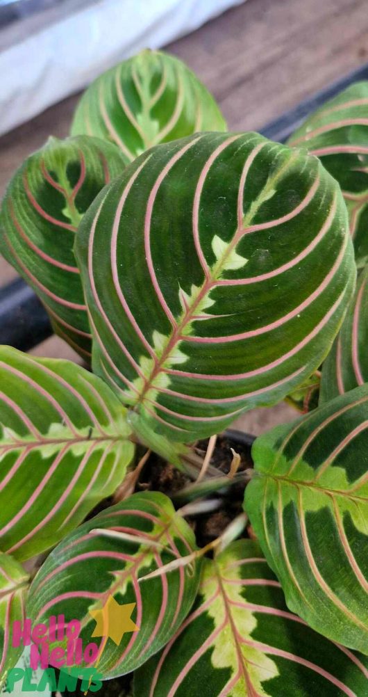 Close-up of the Maranta 'Red and Black Prayer Plant,' showcasing its vibrant green leaves with pink stripes. Ideal for any space, it thrives in a 5" pot.