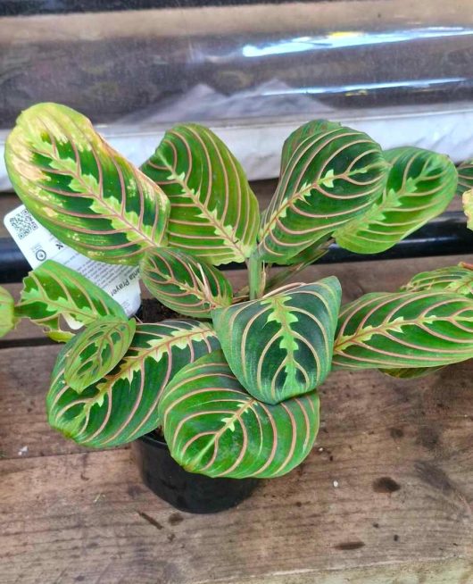 The Maranta 'Red and Black Prayer Plant' in a 5" pot beautifully displays its vibrant green leaves accented with striking red and black veins on a wooden surface.