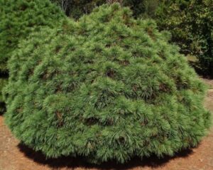 Pinus merrimack dwarf eastern pine