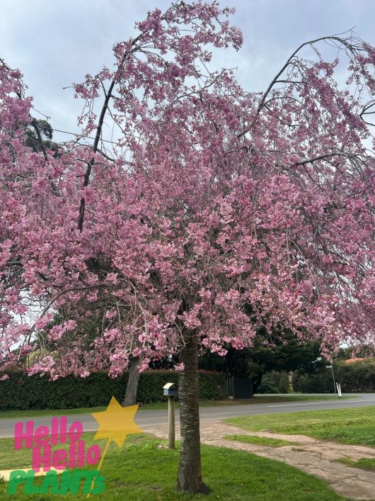 A tree covered in pink blossoms stands next to a sidewalk and street. A "Hello Hello Plants" logo is visible in the bottom left corner, identifying the tree as a Prunus 'Rosea' Pink Weeping Cherry 1.5m (Bare Rooted).