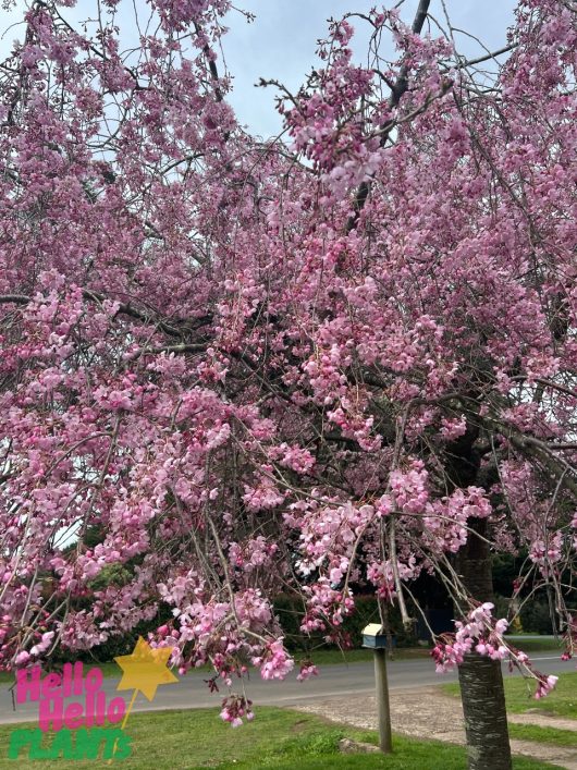 A tree with branches full of pink blossoms is in bloom. A sign with "Hello Hello Plants" is visible at the bottom left of the image, identifying the stunning Prunus 'Rosea' Pink Weeping Cherry 1.5m (Bare Rooted).