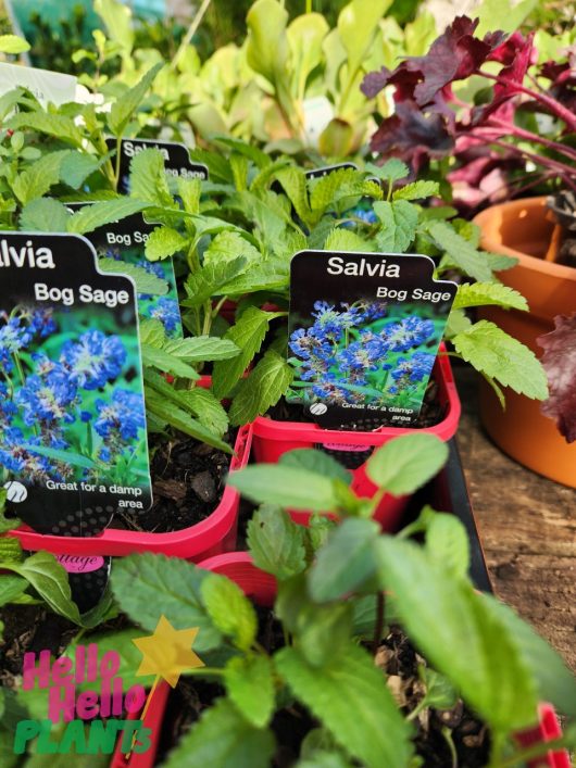 Close-up of potted Salvia 'Bog Sage Blue' 4" Pot plants with informational tags, set on a wooden surface surrounded by other Blue-flowered plants.