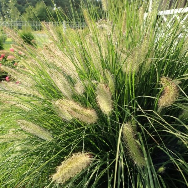 Pennisetum alopecuroides ‘Swamp Foxtail Grass’ - Hello Hello Plants