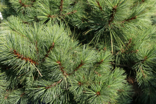 pinus strobus merrimack dwarf eastern white pine foliage needles