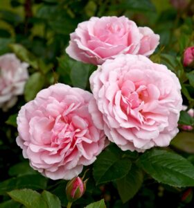 radox bouqet rose pink flowers