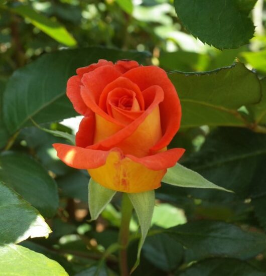 Monica Rose Orange Yellow Rose Hybrid tea