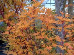 Vivid orange maple leaves adorn the branches of the Acer 'Okushimo' Japanese Maple, making it a breathtaking sight under a clear sky. This tree's grace is ideally showcased when cultivated in a 10" pot.