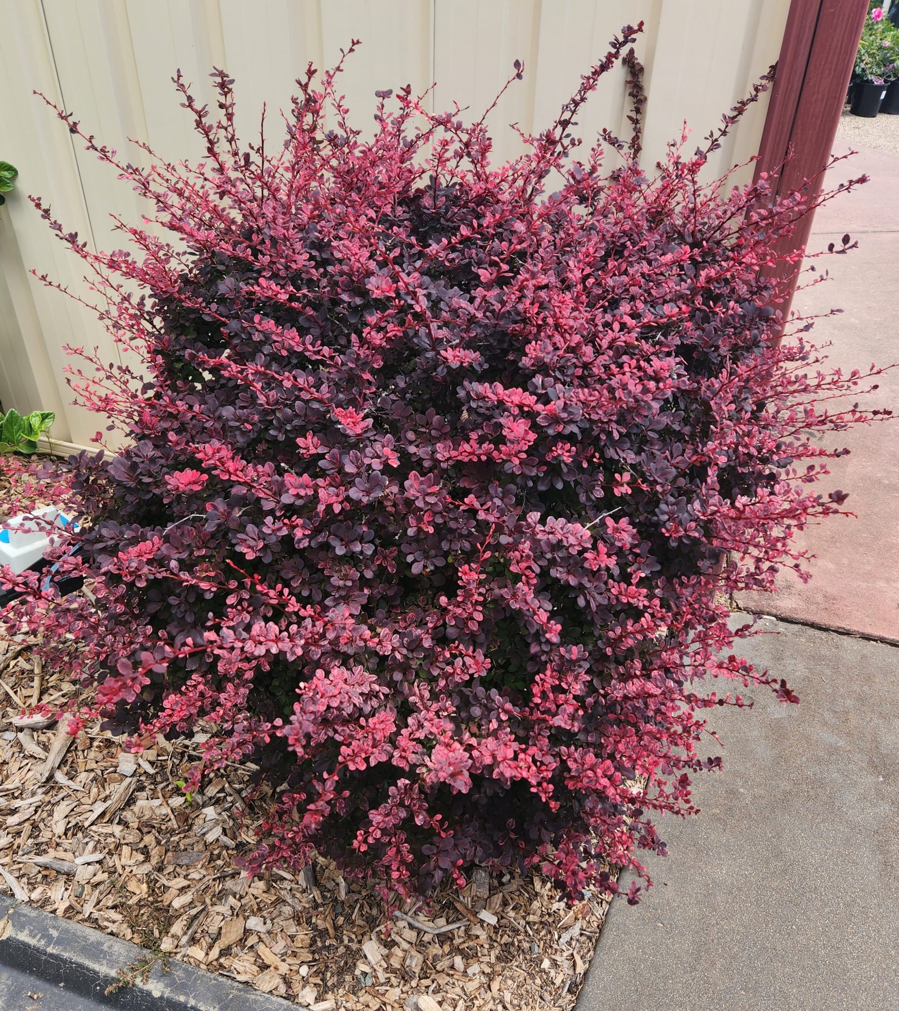 Berberis 'Rose Glow' Japanese Barberry - Hello Hello Plants