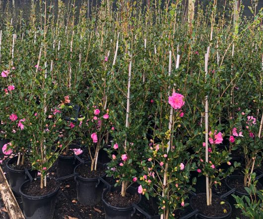 Rows of potted Camellia sasanqua with green leaves and pink flowers are supported by bamboo stakes in a nursery. Each Camellia sasanqua 'With Love' 6" Pot thrives, creating an enchanting display.