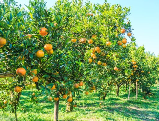 Rows of 'Citrus Orange Tree Seville 5L' laden with ripe oranges under a clear blue sky in a green orchard.