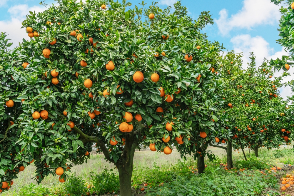 Seville's "Citrus Orange Tree 'Seville' 5L" boasts magnificent trees loaded with ripe oranges beneath a clear blue sky, with fallen citrus scattered on the ground below.