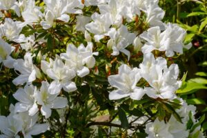white flowering azalea indica flowers japanese green border