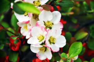 Camellia sasanqua reminiscence white and pink flowering camellia
