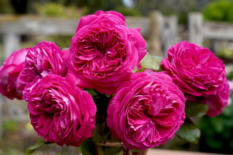 Rose Delightful Parfuma Bush Form Hello Hello Plants