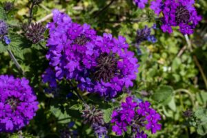 Verbena hybrid cottage style plant deep purple flowers