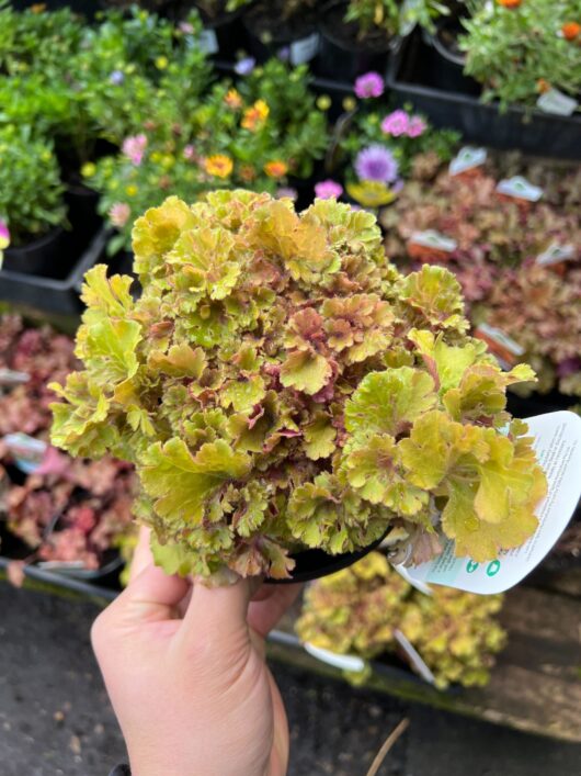 heuchera coral bells frilly foliage