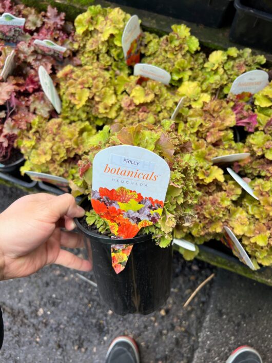 heuchera frilly coral bells 6inch pot colourful