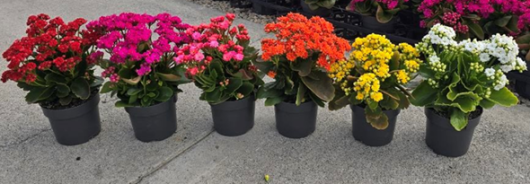 Five kalanchoe plants, each nestled in a 6" pot, showcasing vibrant blooms in shades of pink, dark pink, orange, yellow, and white arranged in a row on a concrete surface.