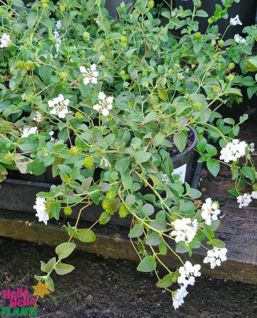 Trailing White Lantana from the 6" pot displays small green leaves and clusters of delicate white flowers, beautifully arranged on a wooden surface.