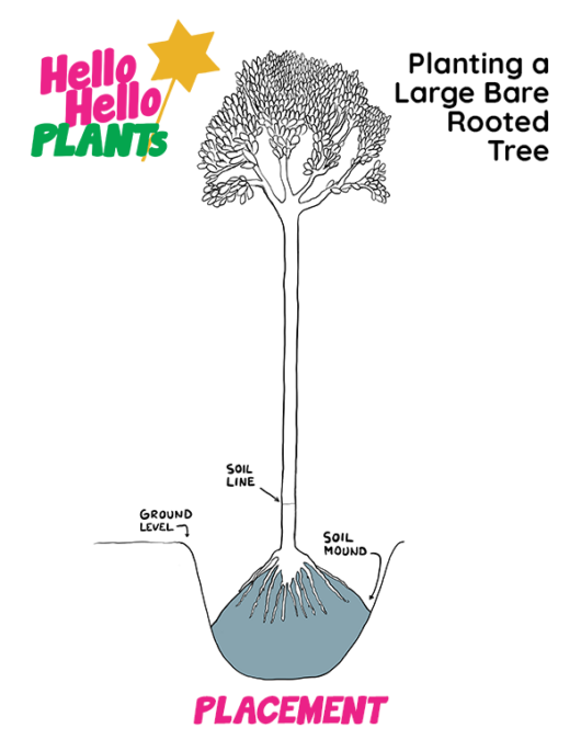 How To Plant A Bare Root Tree - Hello Hello Plants