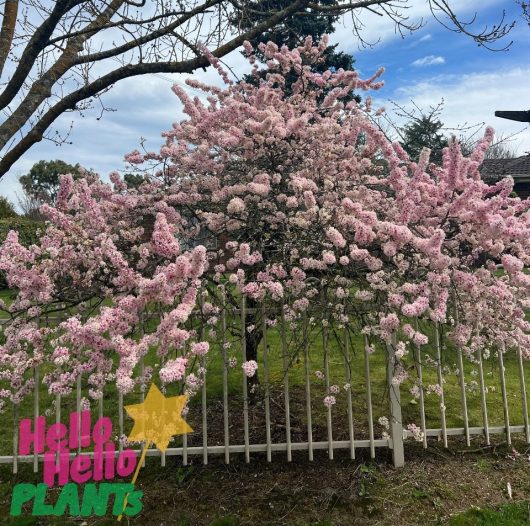 Behind a white fence, a Prunus 'Elvins' Flowering Plum tree, known for its pink blossoms, is in full bloom. The text "Hello Hello PLANTS" with a yellow star appears in the bottom left corner.