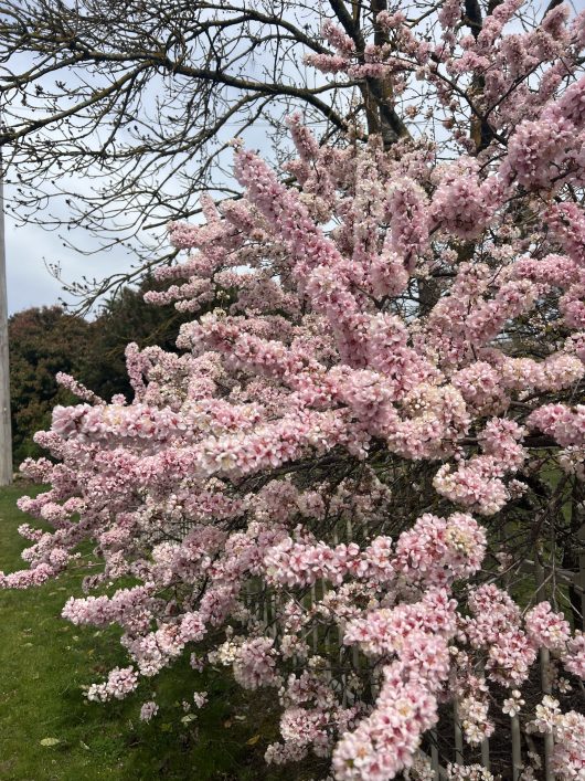 A Prunus 'Elvins' Flowering Plum 4ft (Bare Root) tree boasting numerous branches laden with dense clusters of small, pink blossoms, set against a grassy area under overcast skies in the background.