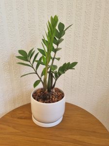 The Zamioculcas 'Zanzibar Gem' Zenzii in a stylish 7" pot features vibrant green leaves that sit elegantly on a wooden table, providing a stunning contrast to the textured white wall.