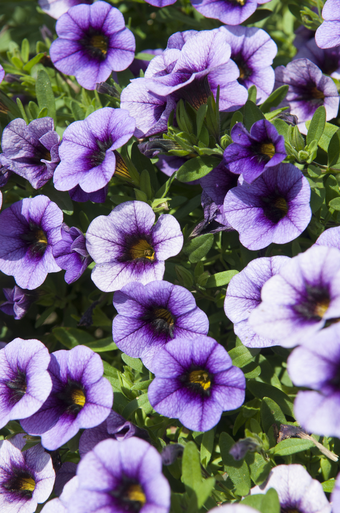 Calibrachoa Cruze™ 'grape Delicious' 6