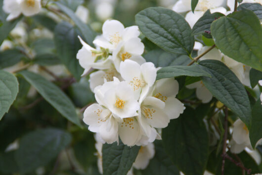 Philadelphus virginalis Virginal Mockorange white flowers blossom formal japanese