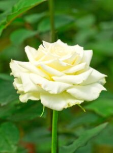 Rosa hybrid tea Tineke white rose