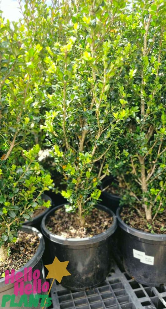 Buxus fastigiata 'Upright English Box' shrubs with small leaves are arranged in a row on a metal grid surface, each snugly nestled within a 12" pot.