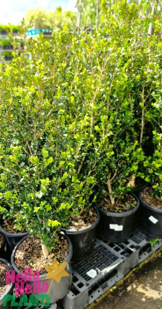 The Buxus fastigiata 'Upright English Box' shrubs in 12" pots are showcased on a black pallet featuring the "Hello Hello Plants" logo in the corner.