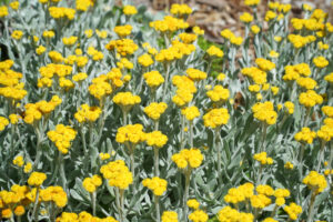 Chrysocephalum apiculatum Common Everlasting or Yellow Buttons Silver grey green foliage with small yellow ball flowers