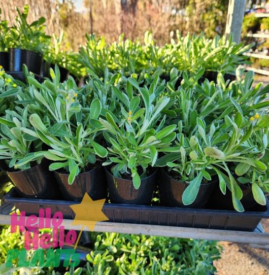 A group of Dymondia 'Silver Carpet' 3" Pot (Bulk Buy of 20) displayed on a rack, with the text "Hello Hello Plants" on the bottom left corner.