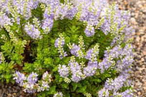 A green shrub with small, densely packed lavender-like violet flowers grows harmoniously next to a spread of Dymondia 'Silver Carpet' 3" Pot (Bulk Buy of 20) in a rocky garden.