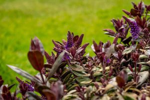Close-up of a plant with dark purple leaves and small purple flowers, gracefully contrasting against a lush green grass backdrop, reminiscent of a Dymondia 'Silver Carpet' 3" Pot (Bulk Buy of 20)'s delicate beauty.