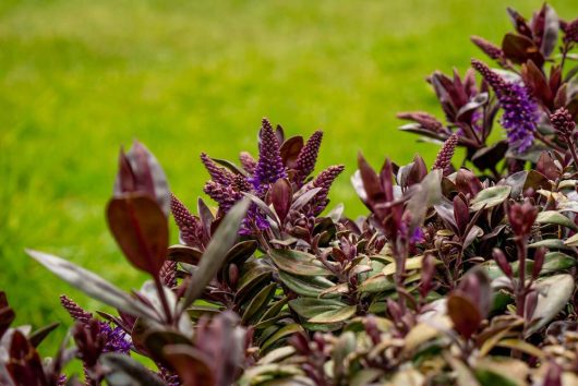 Close-up of a plant with dark purple leaves and small purple flowers, gracefully contrasting against a lush green grass backdrop, reminiscent of a Dymondia 'Silver Carpet' 3" Pot (Bulk Buy of 20)'s delicate beauty.